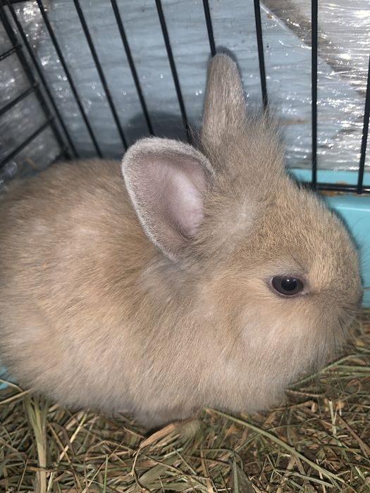 Продам декоративних кроликів