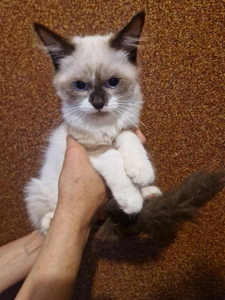 Ragdoll rag kocurek