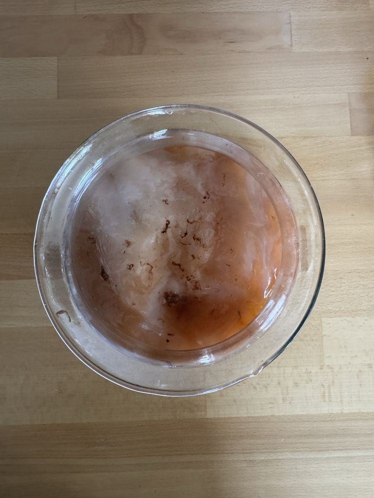 SCOBY kombucha grzybek starter