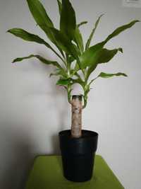 Kwiat dracena na pniu