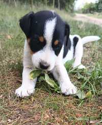 Jack Russell terrier