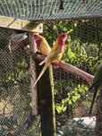 Casal de roselas lutinas