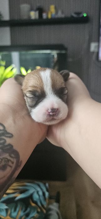 Jack Russel Terrier FCI  suczki dziewczynki