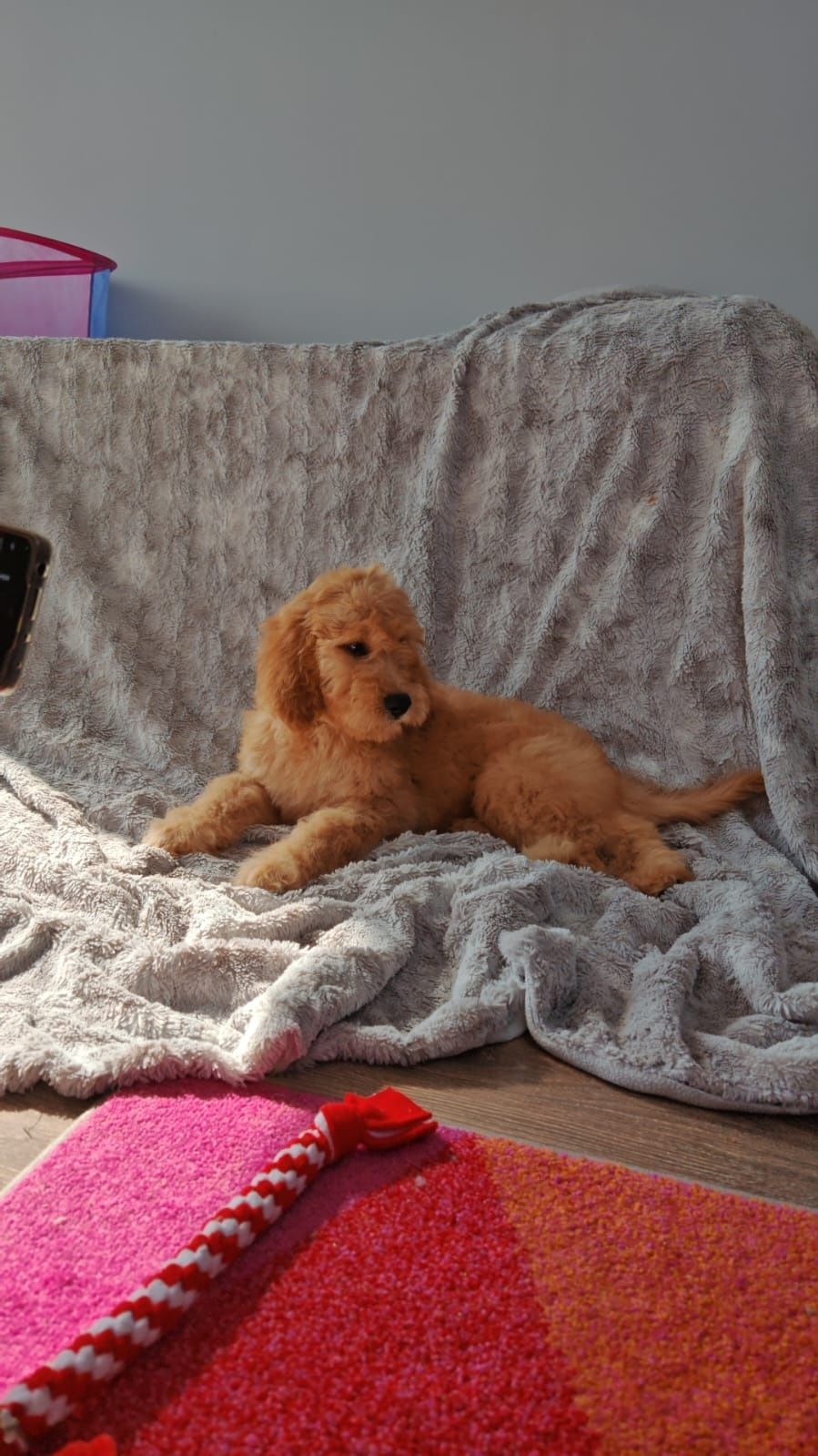Irishdoodle goldendoodle badania genetyczne
