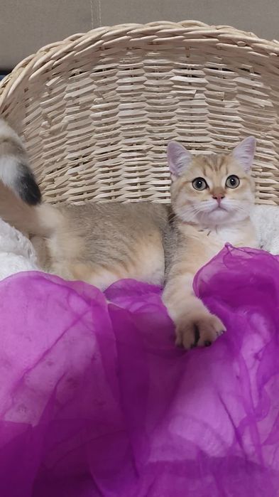 Британська золота шиншила шикарні прямовухі кошенята хлопчик дівчинка