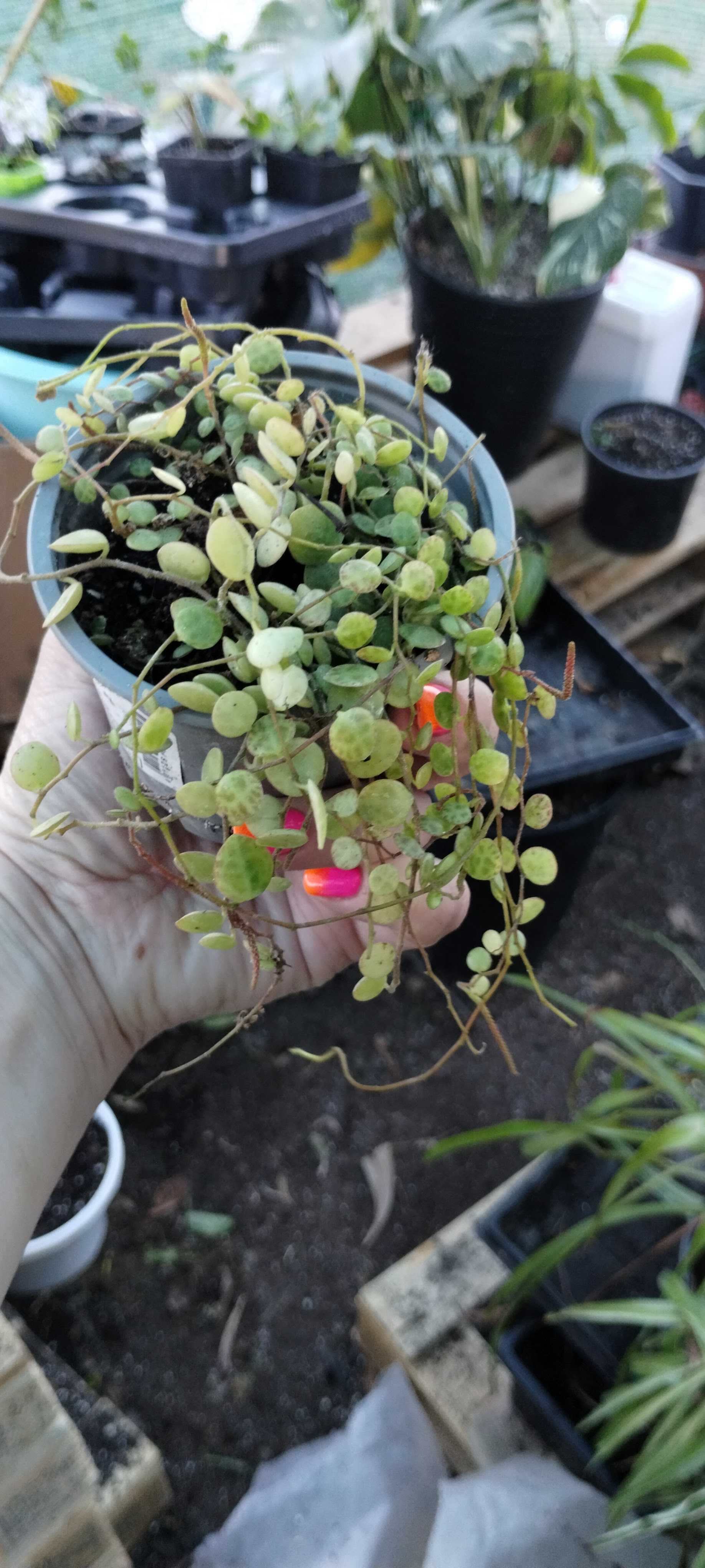 peperomia prostata string of turtles
