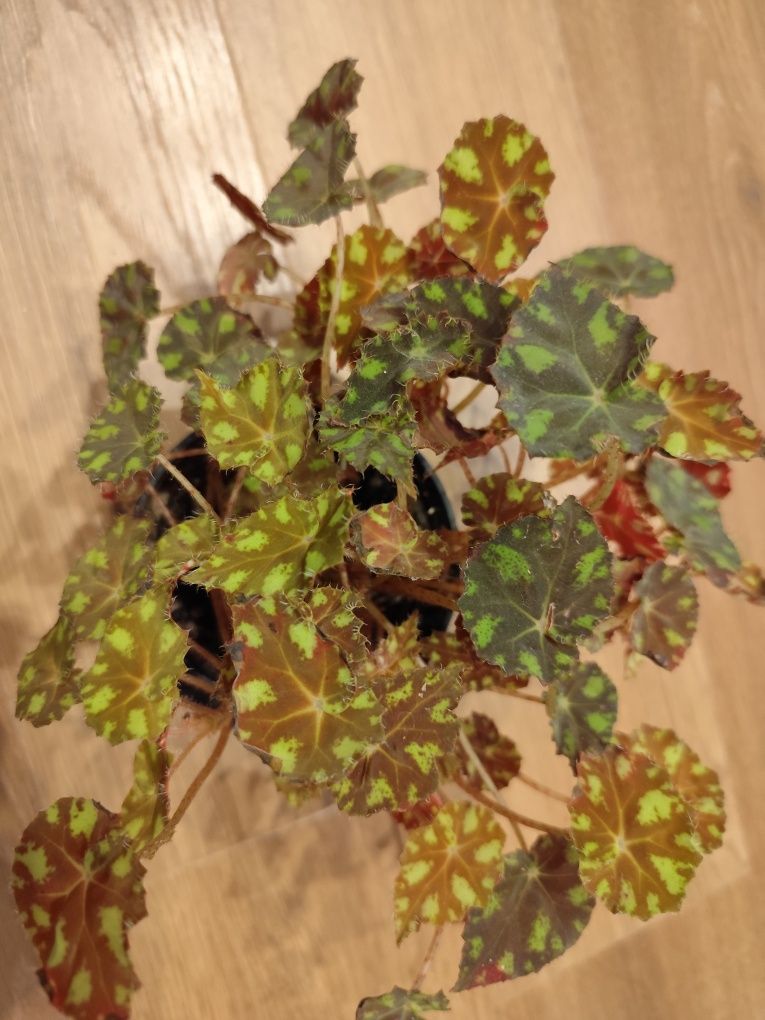 Begonia tygrysia