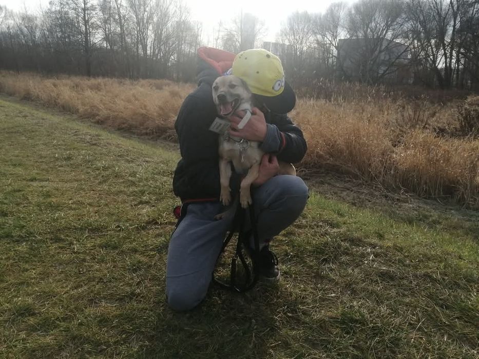 Reksio wesoły do adopcji