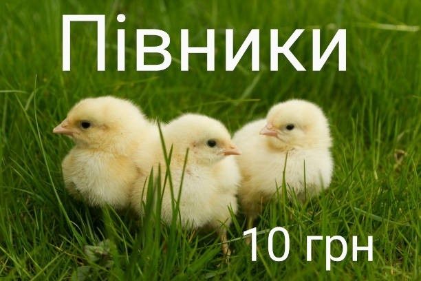 Курчата Цыплята Циплята Ломан Браун Сенді Півники Півні Петушки Петухи