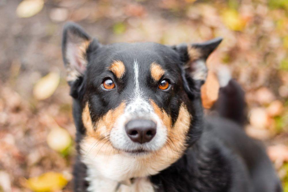 Moli w typie border collie szuka domu