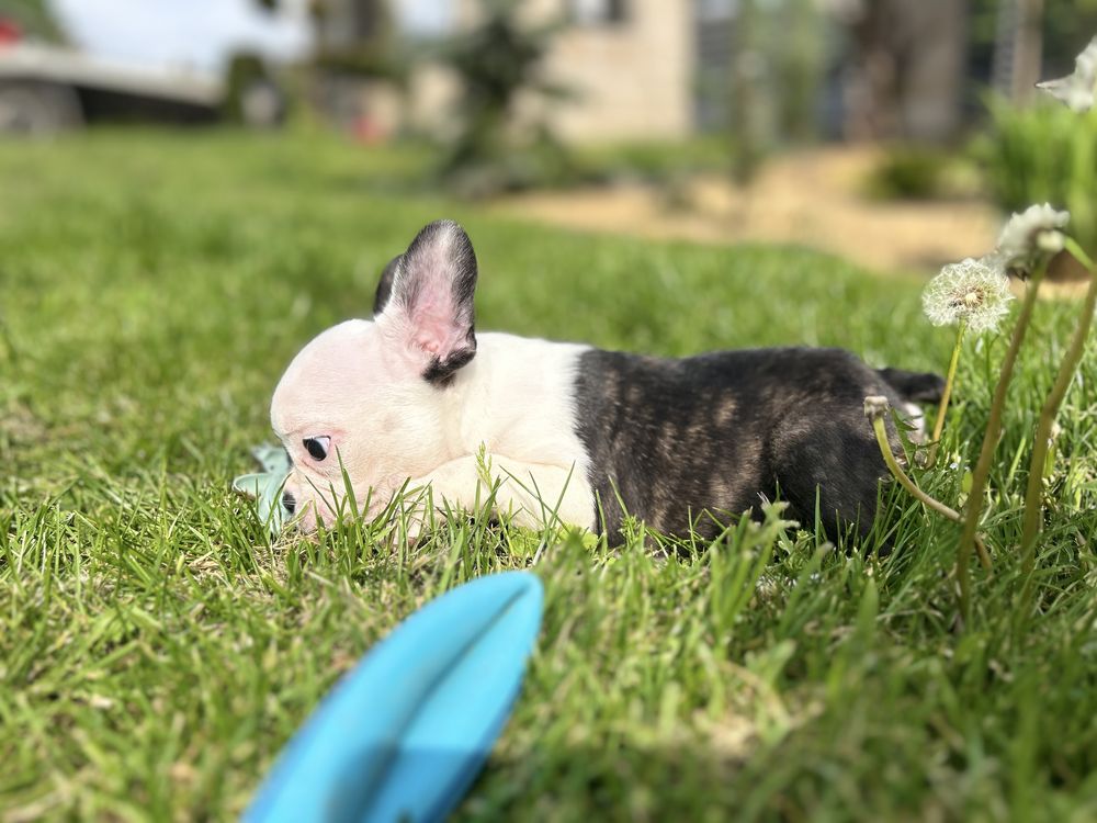 Buldog franciski chlopak Cokolin gotowy do zkiany domu zapraszmay