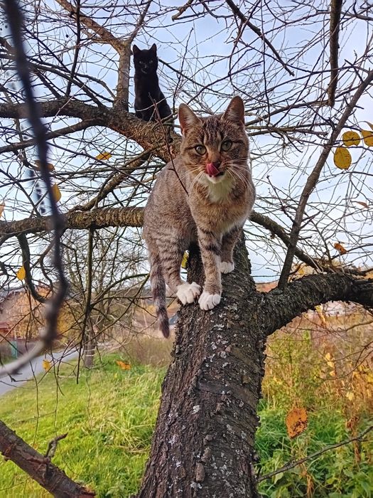 Kotki szukają kochających ludzi