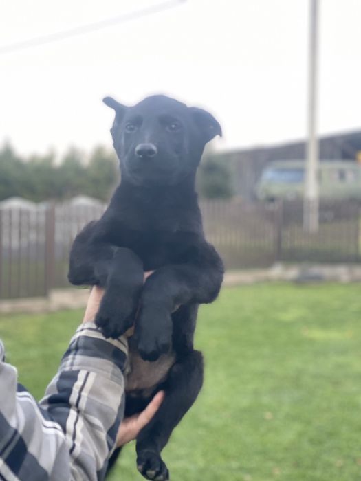 Акція - 23.11.2025. Вівчарка цуценята чорна