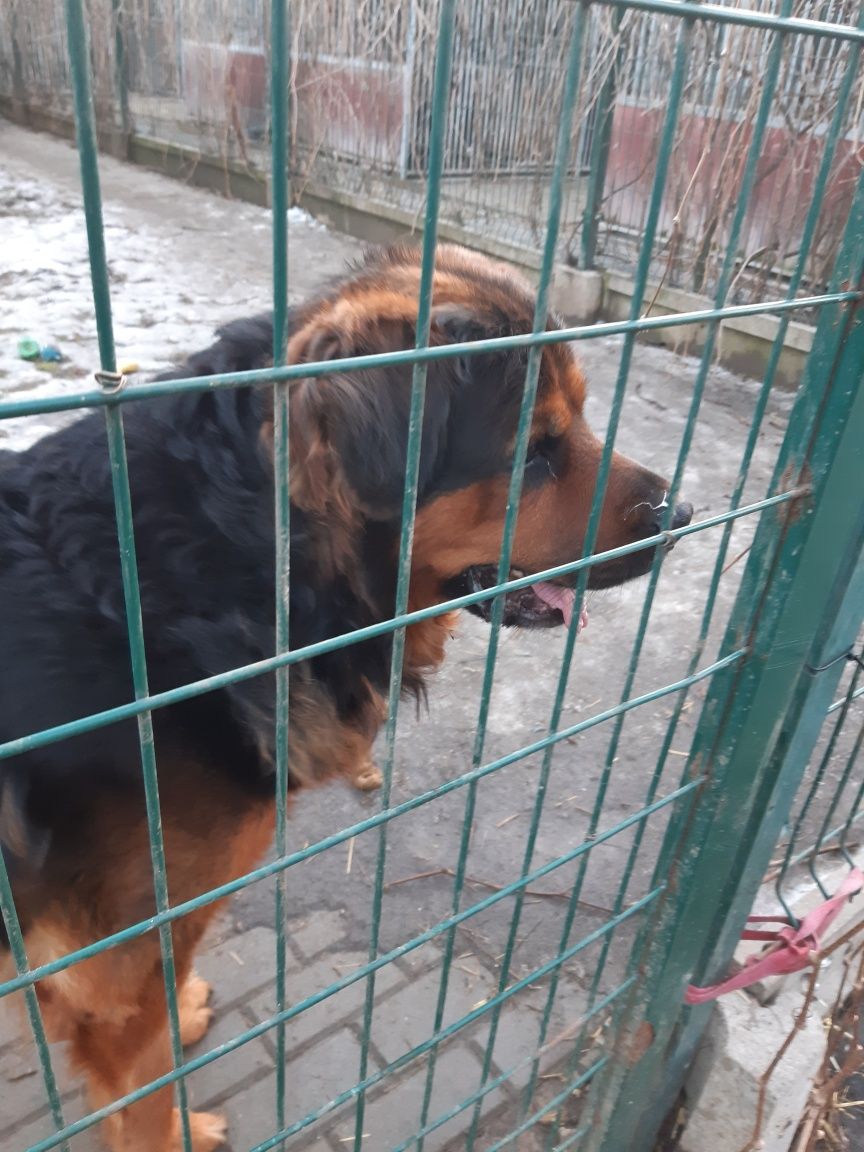 Piękny  dużypies Karus do adopcji że schroniska .