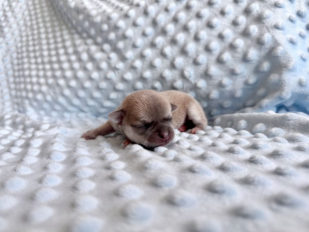 Chihuahua ZKwP chłopczyk