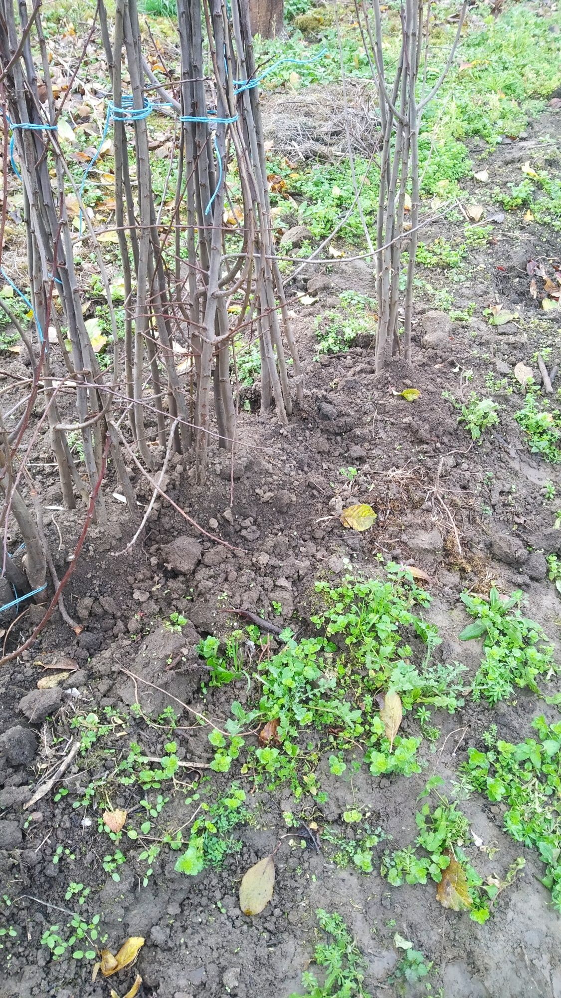 Drzewko owocowe śliwa węgierka łowicka