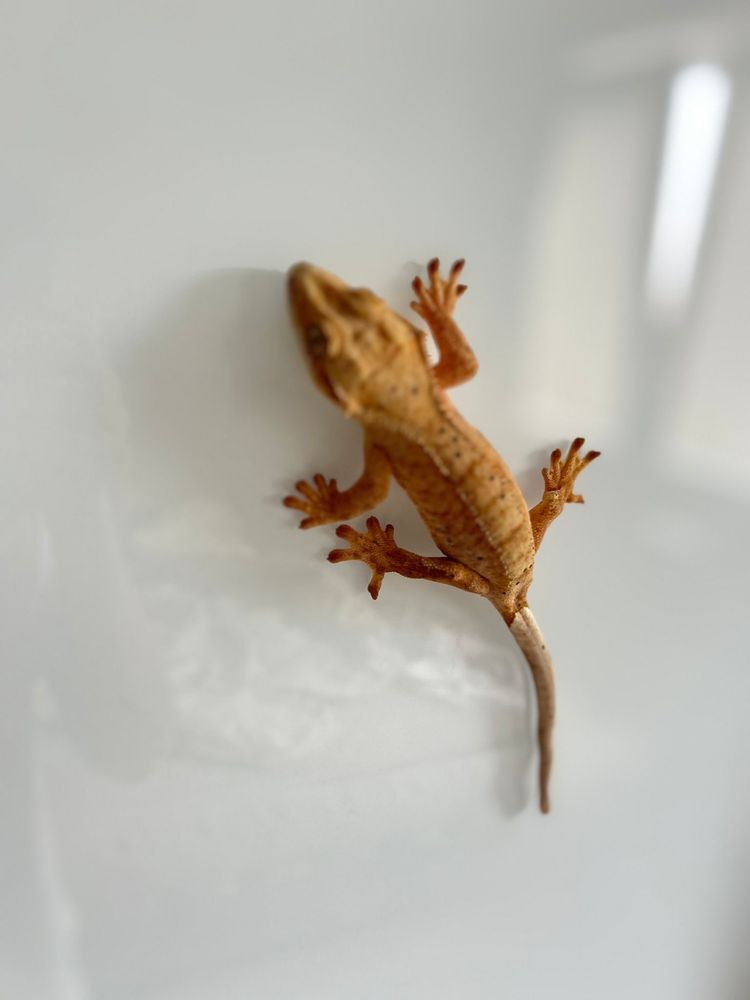 Gekon przęsiony wraz z terrarium