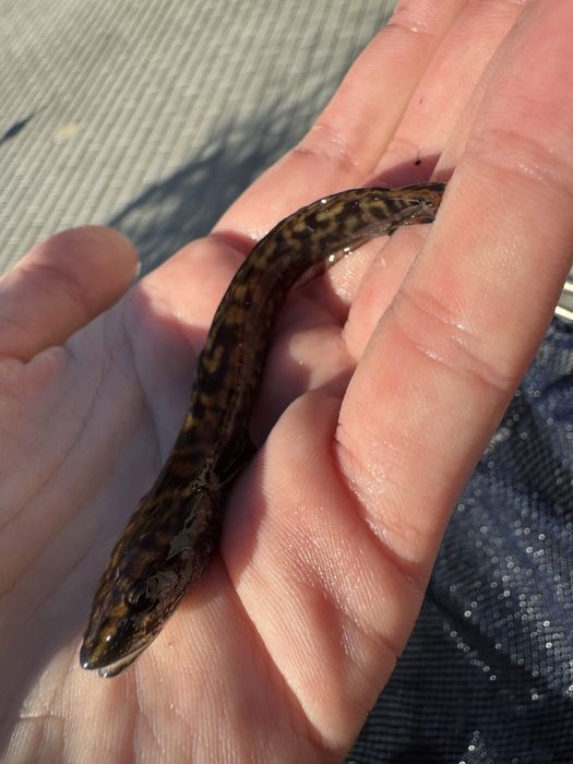 Miętus miętusy narybek miętusa dowóz