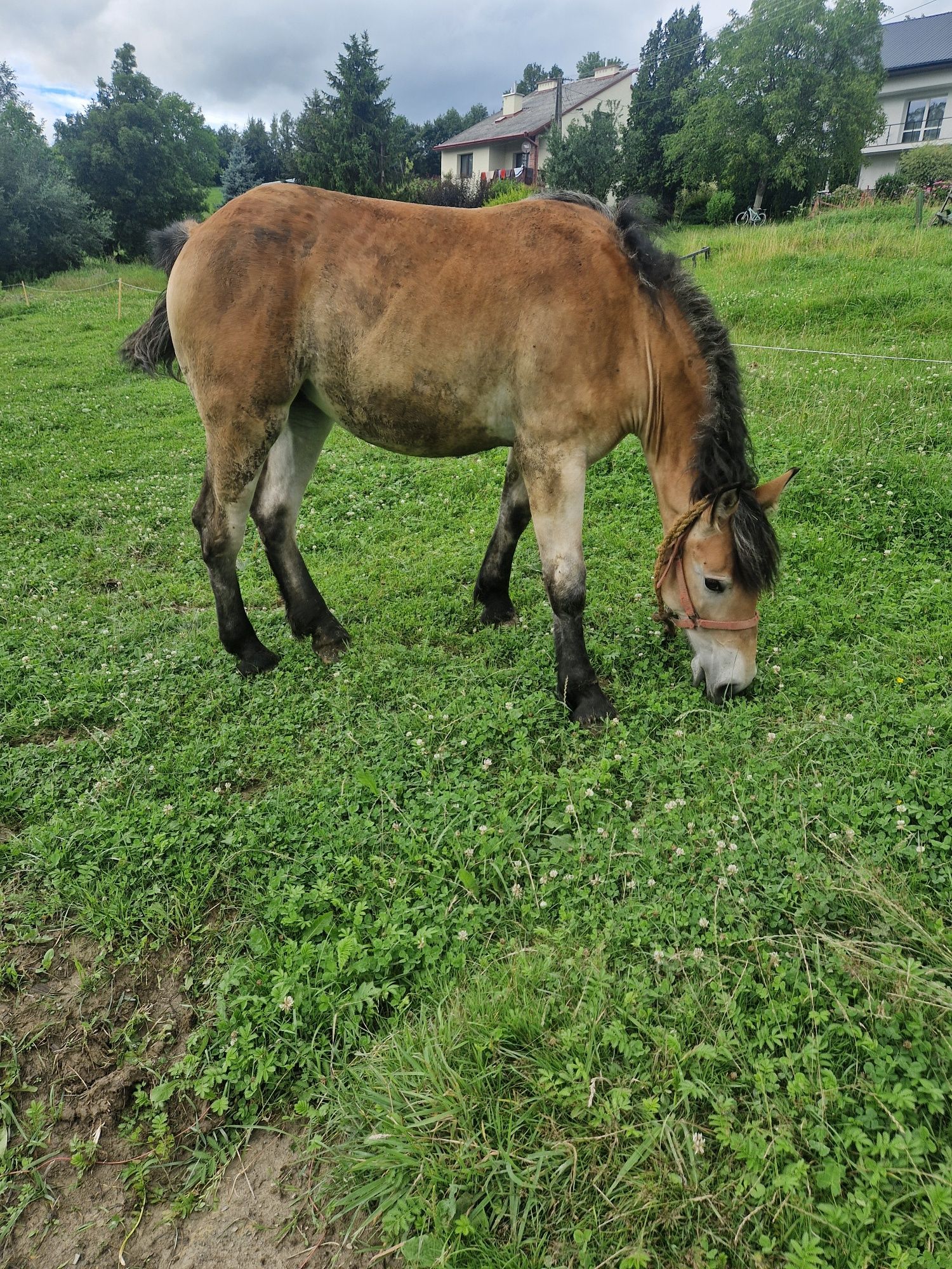 Klacz zimnokrwista typ sztum