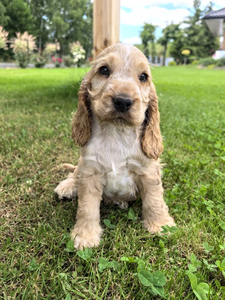 Ostatni piesek  cocker spaniel