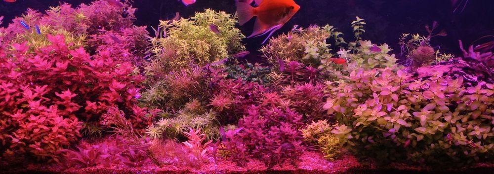 Zestaw roślin akwariowych