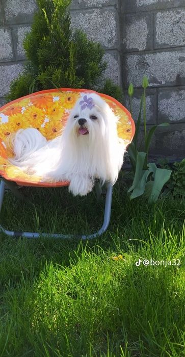 В'язка  мальтезе