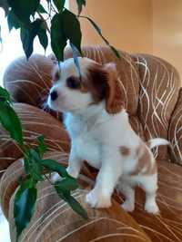 Cavalier King Charles Spaniel piesek