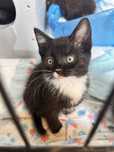 Wyjątkowe maluszki do adopcji