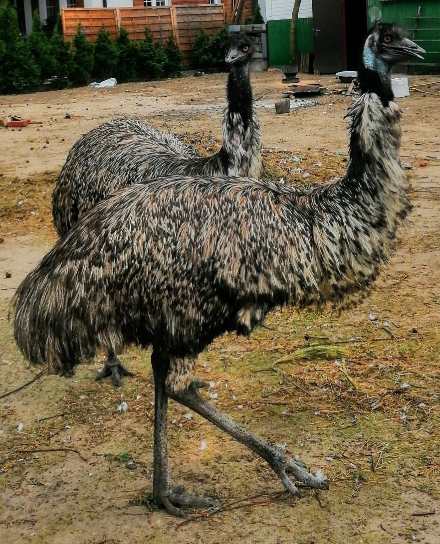 Strusie EMU samice