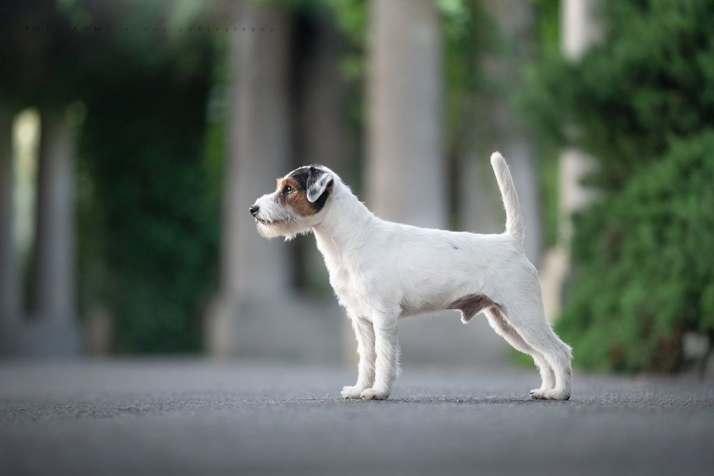 Parson Russell Terrier