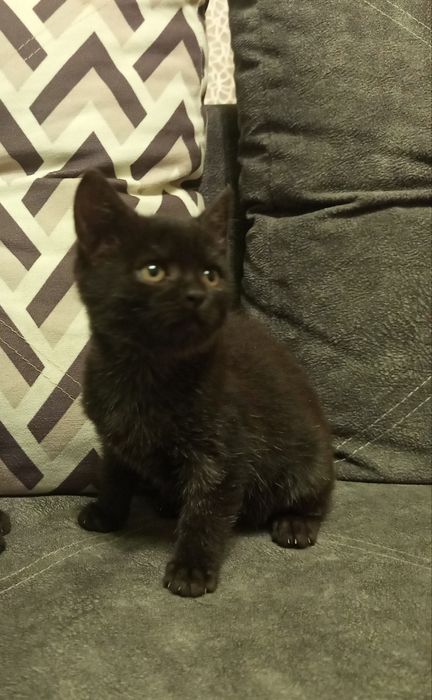 Кішечка  шукає люблячу родину