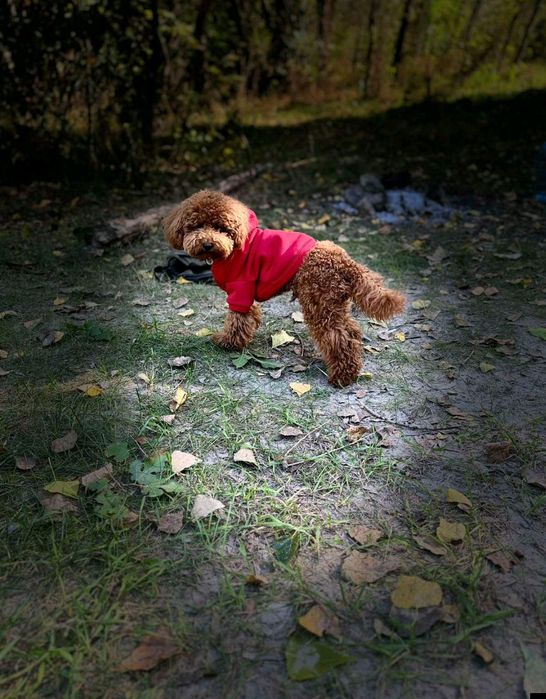 Шляхетний хлопчик)) солоденький носик розумняшечка