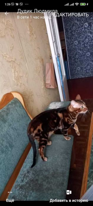 В'язка Бенгальський котик чекає на наречену) .Телефонуйте