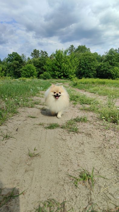 В'язка померанский шпіц Житомир,Коростишів