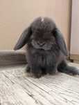 Mini lop, królik miniaturka, króliczek baranek, karzełek