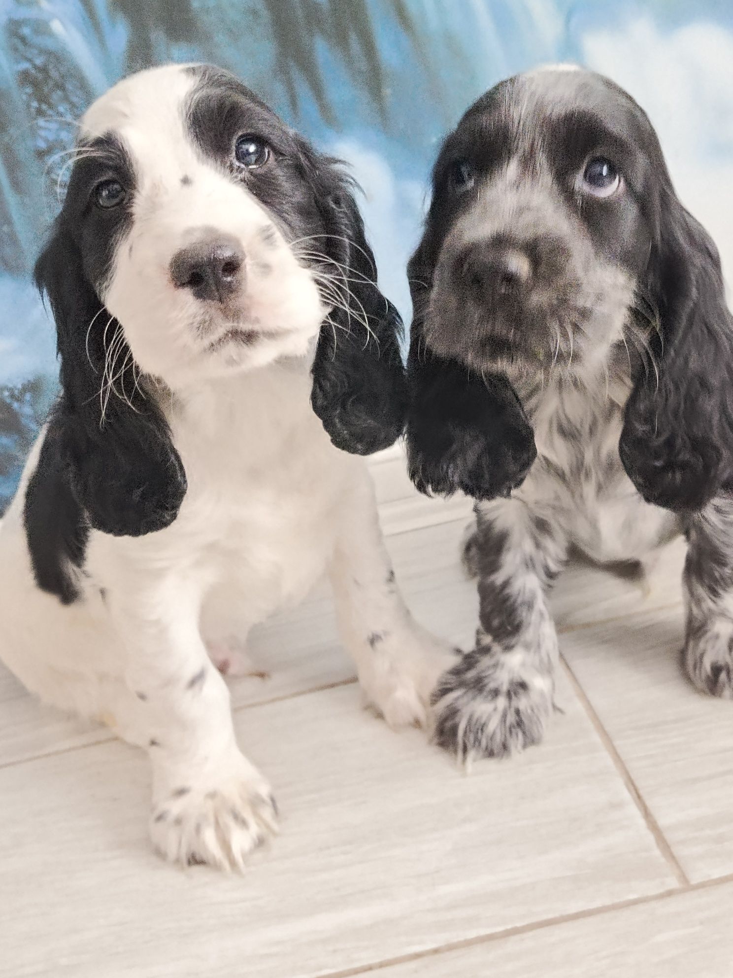 Piesek Cocker Spaniel