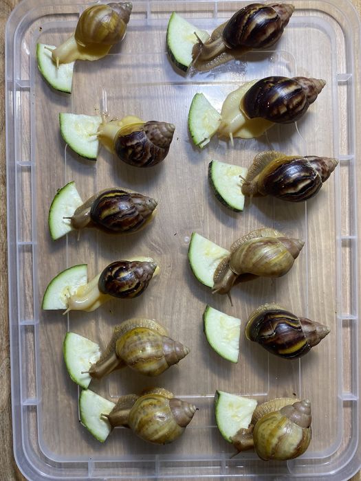 Продам равлики ахатини