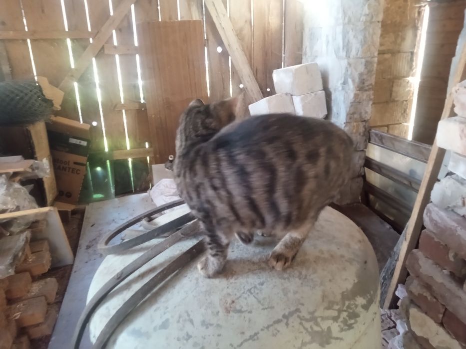 Oddam kota lub kotkę