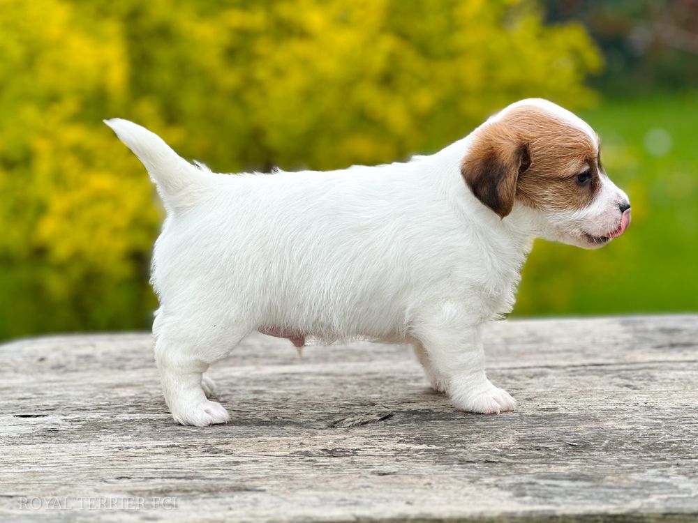 Piesek Jack Russell terrier ZKWP/FCI  szorstkowłosy