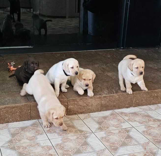 Продам породистых  щенков Лабрадора 3 месяца готовы к переезду