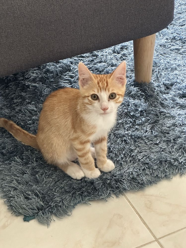 Gato com 3 meses para adoção responsavel