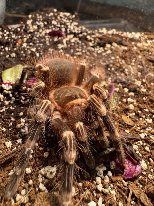 Samica Acanthoscurria Geniculata, 4,5 DC