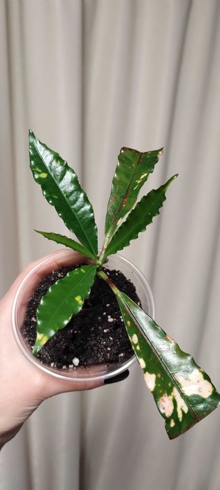 Кротон Корка пирога