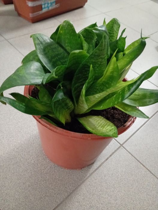 Sprzedam sansewiere gwinejska