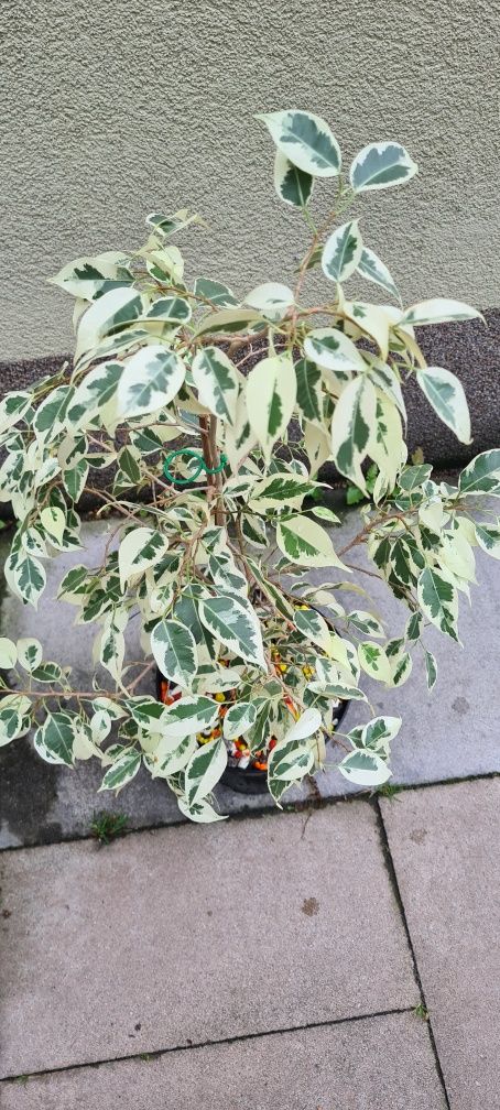 Figowiec Benjamina