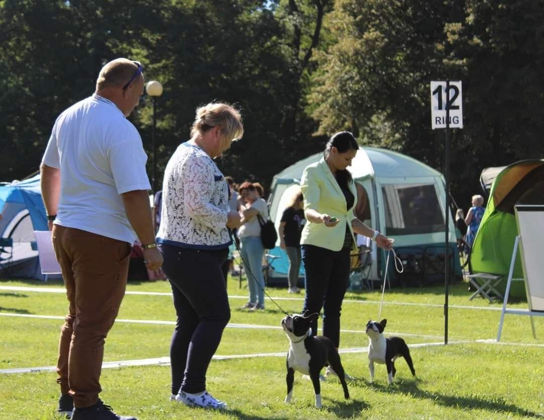 Boston terrier zkwp fci zapowiedź miotu