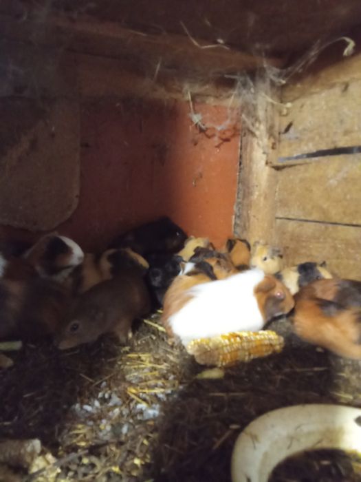 Продам морских свинок