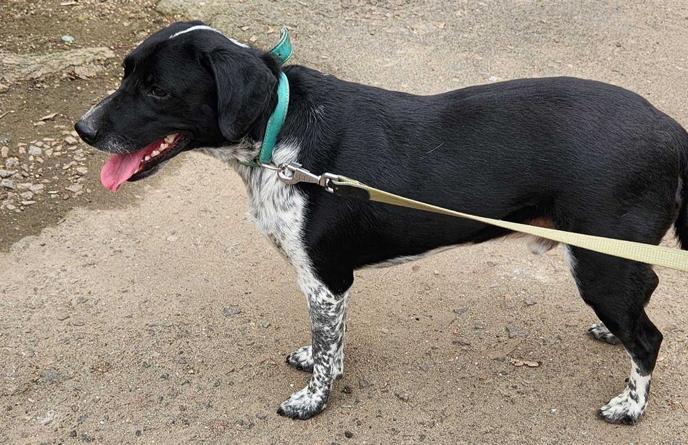 Кобель, 1.5 года, Терри метис курцхаара