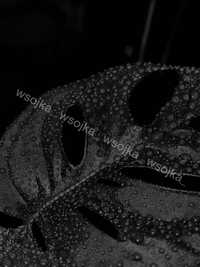 Fotografia zdjęcie autorskie liść monstera monstery czarno białe