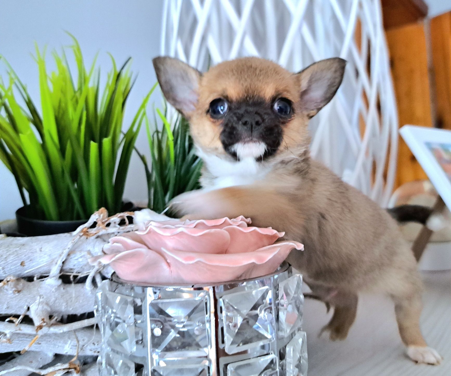 Maluszek Chihuahua krótkowłosy Do ODBIORU
